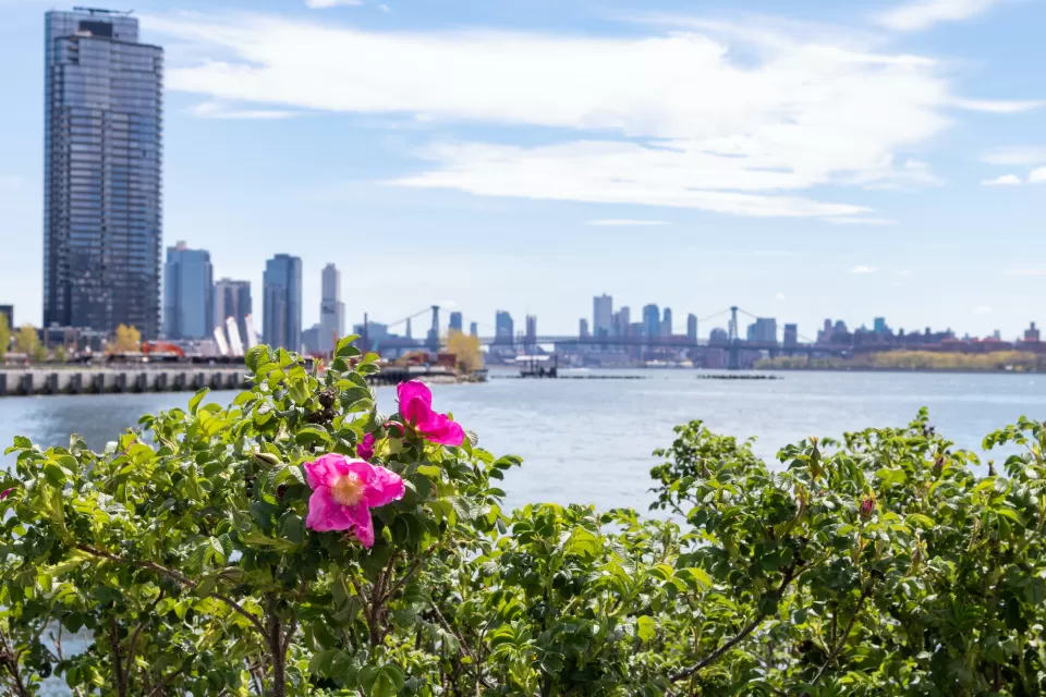 Beautiful Pink Flowers along the East River at Hunters Point South Park during Spring in Long Island City Queens